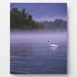 Plaque Photo Swan sur le lac