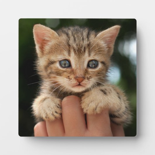 Plaque Photo Sweet Baby Kitten (Devant)