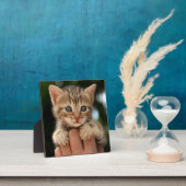 Plaque Photo Sweet Baby Kitten (Insitu)