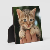 Plaque Photo Sweet Baby Kitten (Recto)