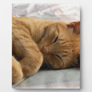 Plaque Photo Sweet Dreams