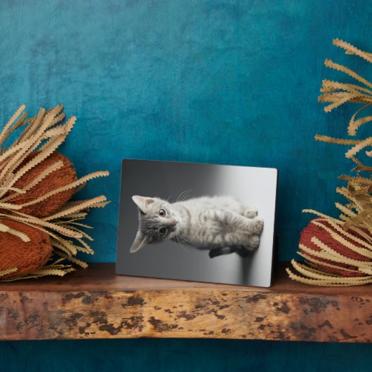 Plaque Photo Tabby bleu Kitten (Côté)