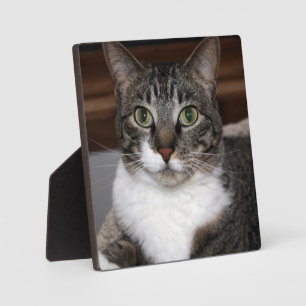 Plaque Photo Tabby Cat Vous regardez La Photographie Animale