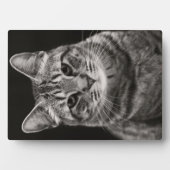 Plaque Photo Tabby noir Kitten (Devant)