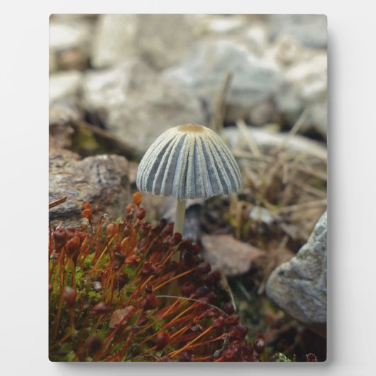 Plaque Photo Tabouret minuscule (Devant)