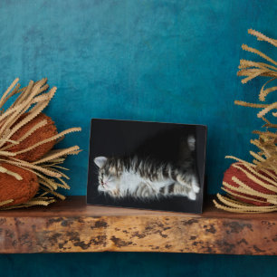 Plaque Photo Tall Tabby