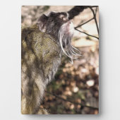 PLAQUE PHOTO TAMARIN MONKEY (Devant)