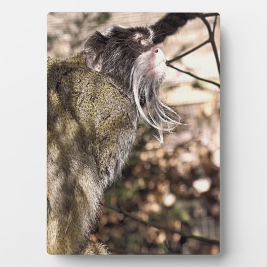 PLAQUE PHOTO TAMARIN MONKEY (Devant)