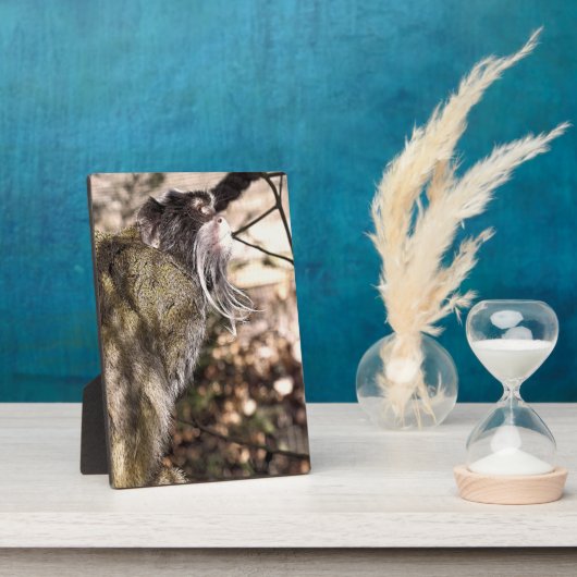 PLAQUE PHOTO TAMARIN MONKEY (Côté)