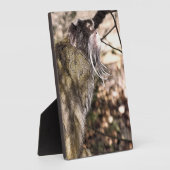 PLAQUE PHOTO TAMARIN MONKEY (Côté)