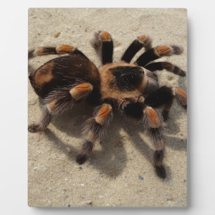 Plaque Photo Tarantula brachypelma rouge genou toxique