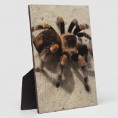 Plaque Photo Tarantula brachypelma rouge genou toxique (Côté)