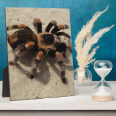 Plaque Photo Tarantula brachypelma rouge genou toxique (Côté)