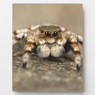 Plaque Photo Tarantula Jumping Bird Spider fantastiques accesso