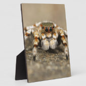 Plaque Photo Tarantula Jumping Bird Spider fantastiques accesso (Côté)
