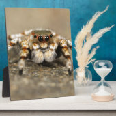 Plaque Photo Tarantula Jumping Bird Spider fantastiques accesso (Côté)