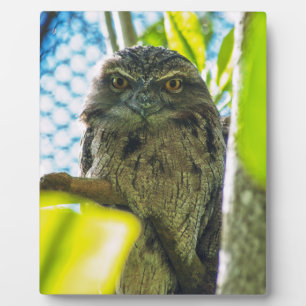Plaque Photo Tawny n'est pas une chouette