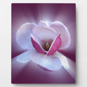 Plaque Photo teintes magnolia roses