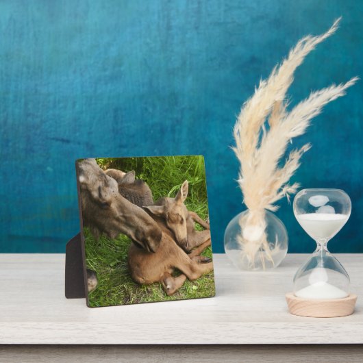 Plaque Photo Tendre Mère Moose (Insitu)