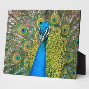 Plaque Photo Tête bleue Peacock avec et des plumes de queue col