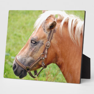 Plaque Photo Tête de cheval 003