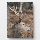 Plaque Photo The King's Deer of Richmond Park, Londres, Royaume (Devant)