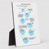 Plaque Photo Théorie de l'endosymbiose série plastides mitochon (Côté)