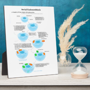 Plaque Photo Théorie de l'endosymbiose série plastides mitochon