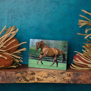 Plaque Photo Thoroughbred Stallion, Ireland