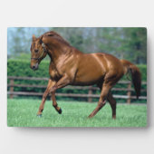 Plaque Photo Thoroughbred Stallion, Irlande (Devant)