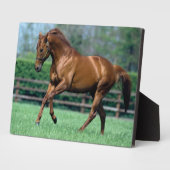 Plaque Photo Thoroughbred Stallion, Irlande (Côté)