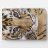 Plaque Photo Tiger (Devant)