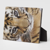 Plaque Photo Tiger (Côté)