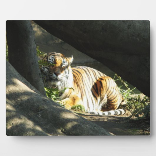 Plaque Photo Tiger Catnap (Devant)