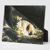 Plaque Photo Tiger Catnap (Côté)