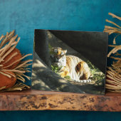 Plaque Photo Tiger Catnap (Côté)