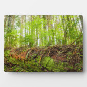 Plaque Photo Tiger | Issaquah, État de Washington (Devant)