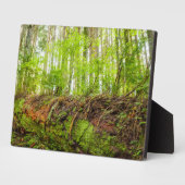 Plaque Photo Tiger | Issaquah, État de Washington (Côté)