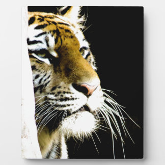 Plaque Photo Tigre