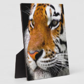 Plaque Photo Tigre (Côté)