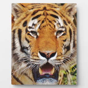 Plaque Photo Tigre