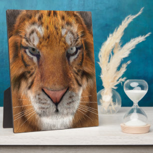 Plaque Photo Tigre