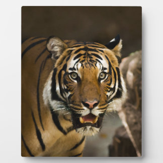 Plaque Photo Tigre de Sibérie