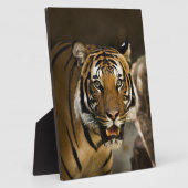 Plaque Photo Tigre de Sibérie (Côté)