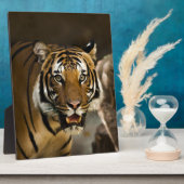 Plaque Photo Tigre de Sibérie (Côté)