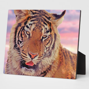 Plaque Photo Tigre endormi -