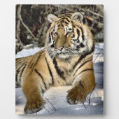 Plaque Photo Tigre Lovers (Devant)