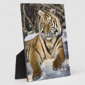 Plaque Photo Tigre Lovers (Côté)