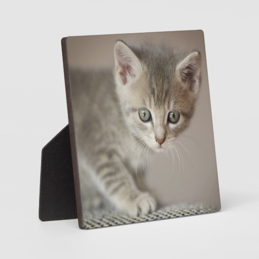 Plaque Photo Tiny (Recto)