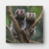Plaque Photo Tiny Marmoset Titans Parmi les Branches, (Devant)